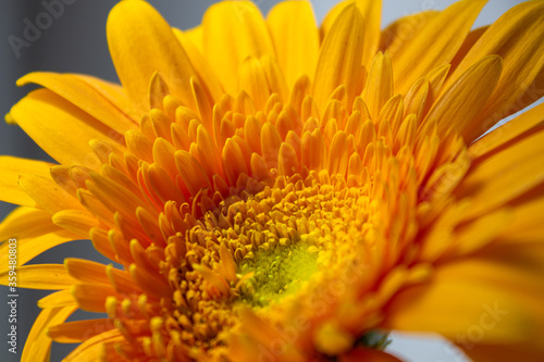 Large yellow gerbera close up on an isolated background