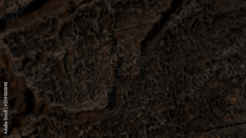 Photograph of a group of ants walking on the bark of a tree illuminated by sunlight.