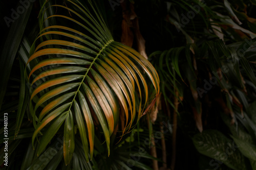 Golden palm leaf in feather form with light reflection and dark background in a home garden