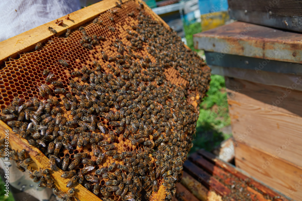 Organic beekeeping concept. The beekeeper works in the apiary and collects honey from the hive Organic beekeeping concept. The beekeeper works in the apiary and collects honey from the hive