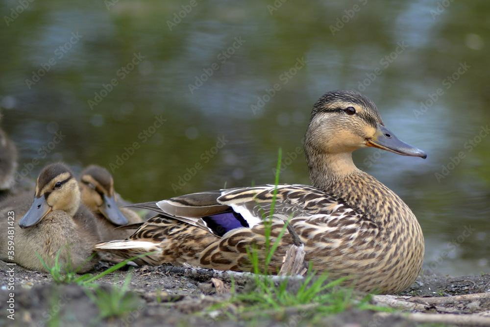 duck and duckling duck and duckling