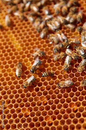 bees on a frame with honeycombs make honey from pollen