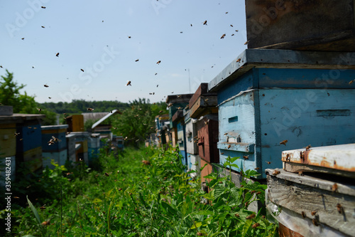 a bee flies to the hive © Александр Гаврилычев