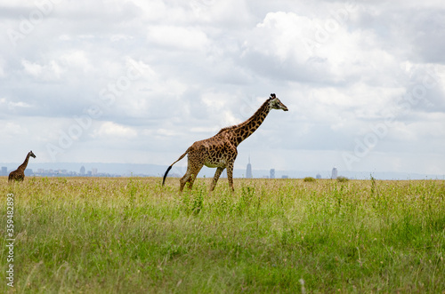 Canvas Print Beautiful Masai giraffe silhouettes in Nairobi national park in front of Nairobi city skyline