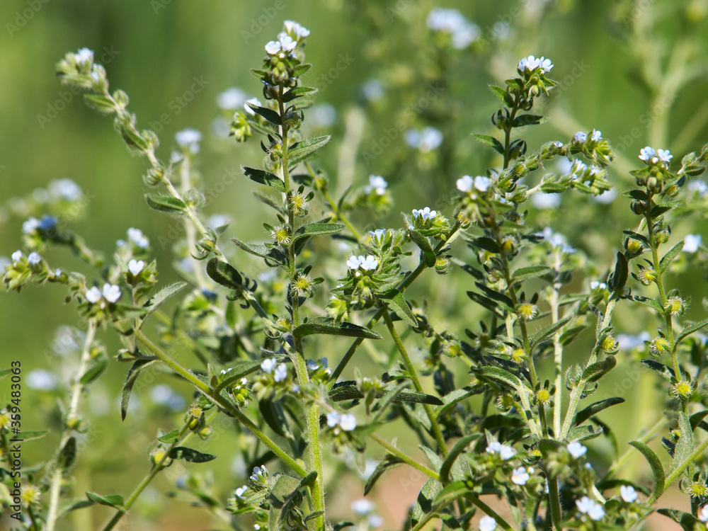 Fototapeta premium Blooming plant of European stickseed, Lappula squarrosa