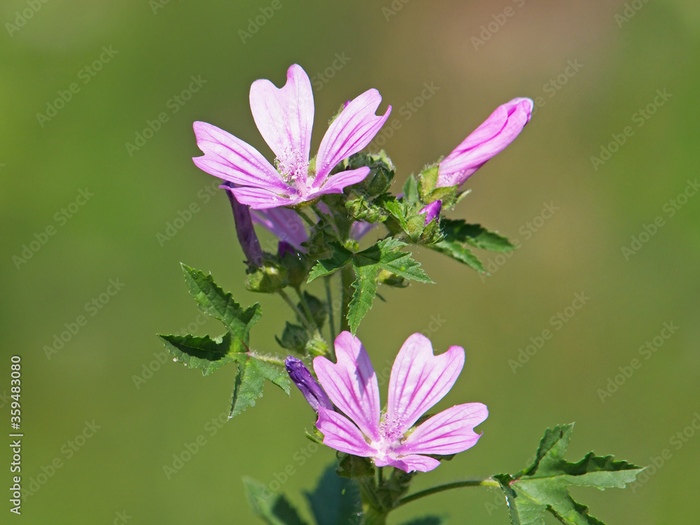 Fototapeta premium Common mallow blooming, Malva sylvestris 