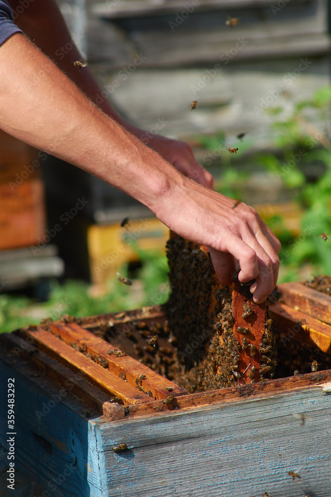 the beekeeper checks the hives with his bare hands the beekeeper checks the hives with his bare hands