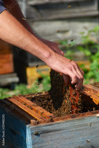 the beekeeper checks the hives with his bare hands
