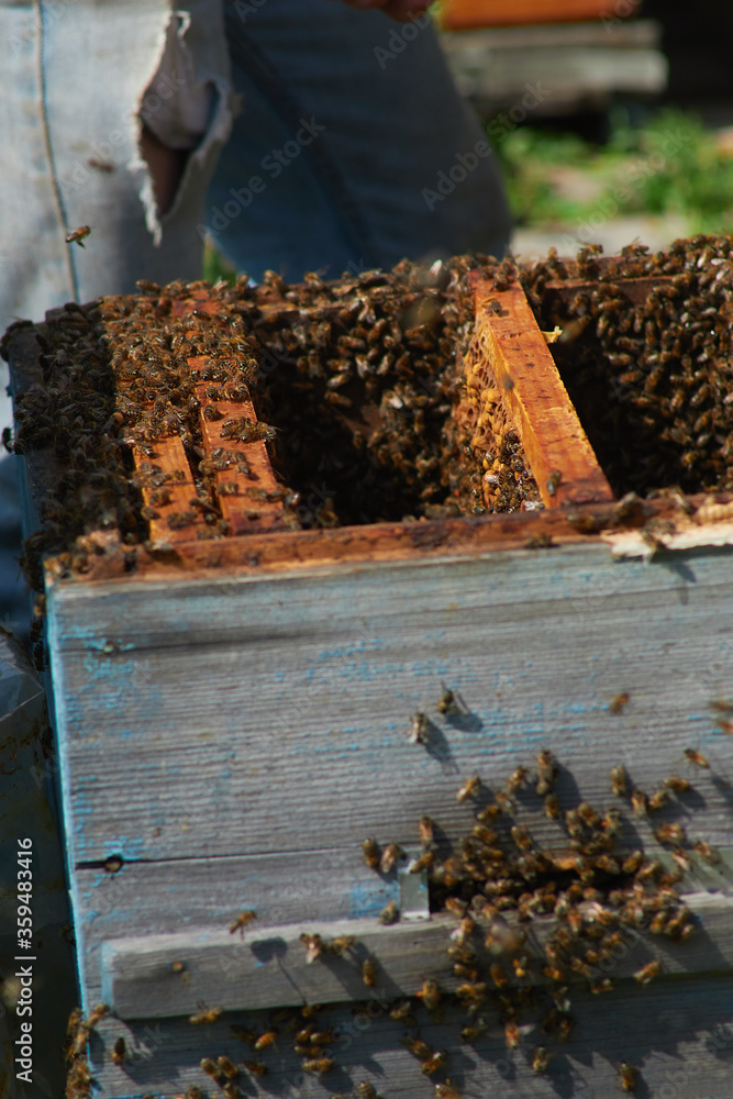 the beekeeper checks and maintains the hives with bees, holds the frame with the honeycomb in his hands for inspection the beekeeper checks and maintains the hives with bees, holds the frame with the honeycomb in his hands for inspection