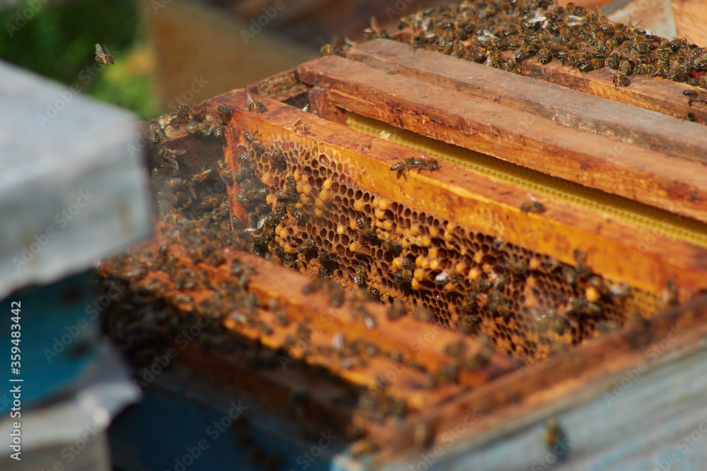 the beekeeper checks and maintains the hives with bees, holds the frame with the honeycomb in his hands for inspection the beekeeper checks and maintains the hives with bees, holds the frame with the honeycomb in his hands for inspection