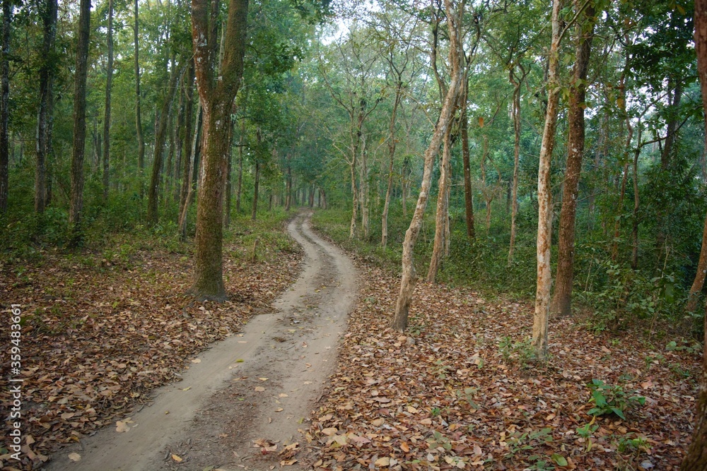 Fototapeta premium A jungle safari through Chilapata forest in North Bengal