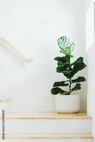 Fiddle leaf fig, Ficus lyrata, plant in circle white pot and place at the Corner of stair or ladder for decorate home or room. © Anan