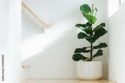 Foto Fiddle leaf fig, Ficus lyrata, plant in circle white pot and place at the Corner of stair or ladder for decorate home or room