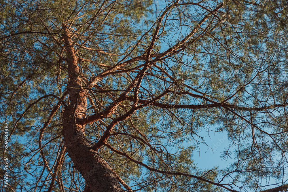beautiful tall pine tree with sun rays on its trunk and blue summer sky at background beautiful tall pine tree with sun rays on its trunk and blue summer sky at background
