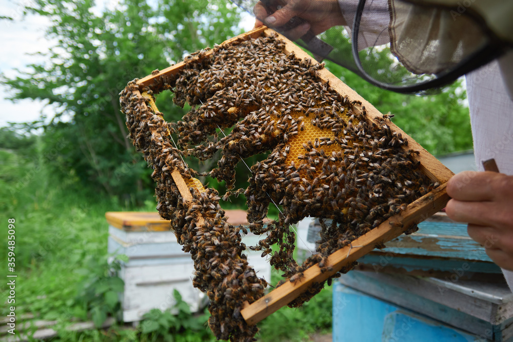 the beekeeper checks and maintains the hives with bees, holds the frame with the honeycomb in his hands for inspection the beekeeper checks and maintains the hives with bees, holds the frame with the honeycomb in his hands for inspection