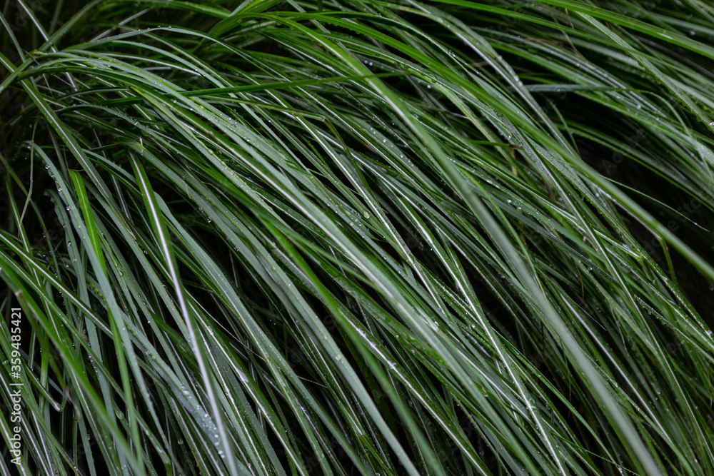 Long grass steams with dew early in the morning background Long grass steams with dew early in the morning background