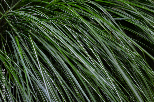 Long grass steams with dew early in the morning background