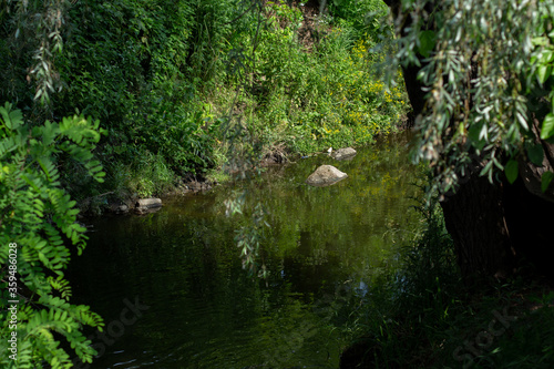 Fototapeta Naklejka Na Ścianę i Meble -  small river in the park with trees