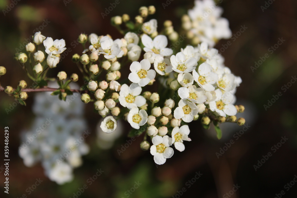 Weiße kleine Blumen