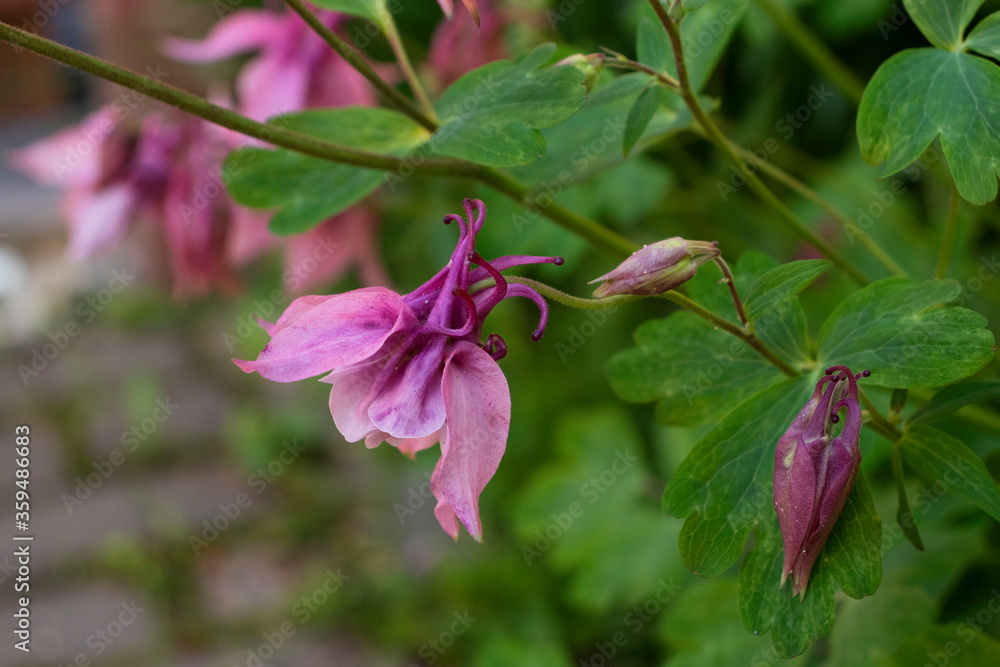 purple flowers aquilegia in the garden purple flowers aquilegia in the garden