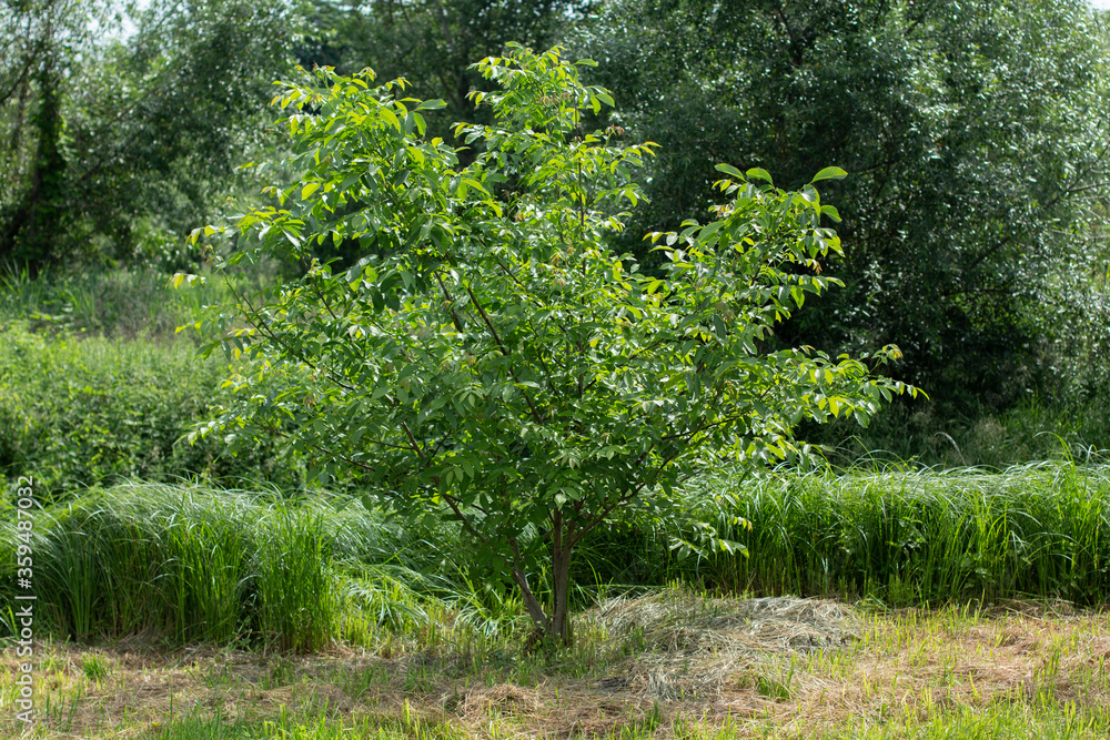 green trees and bushes in summer in the sun green trees and bushes in summer in the sun