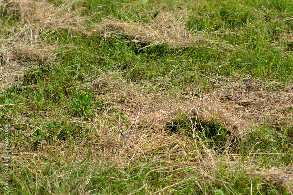 mowed grass in a clearing in the garden mowed grass in a clearing in the garden
