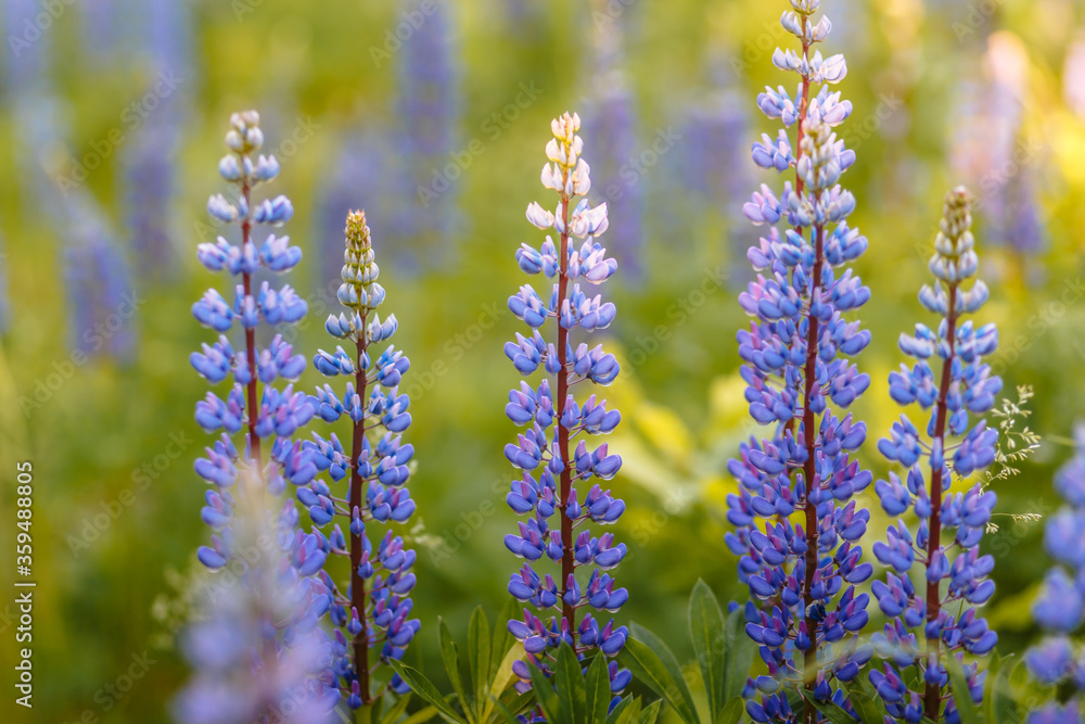 A few blue lupins standing in the middle of the green grass A few blue lupins standing in the middle of the green grass