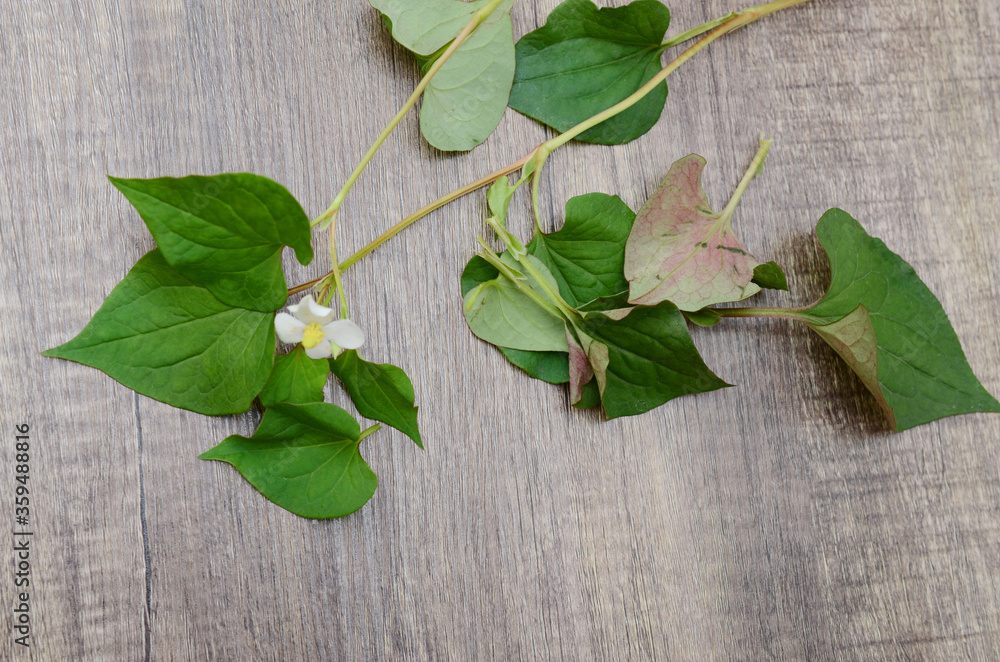 Houttuynia cordata kwon as fish mint on wooden Houttuynia cordata kwon as fish mint on wooden