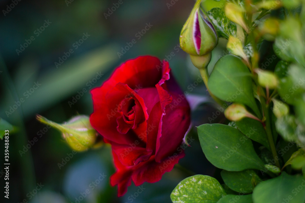 Close-up of garden rose. Red rose bud.