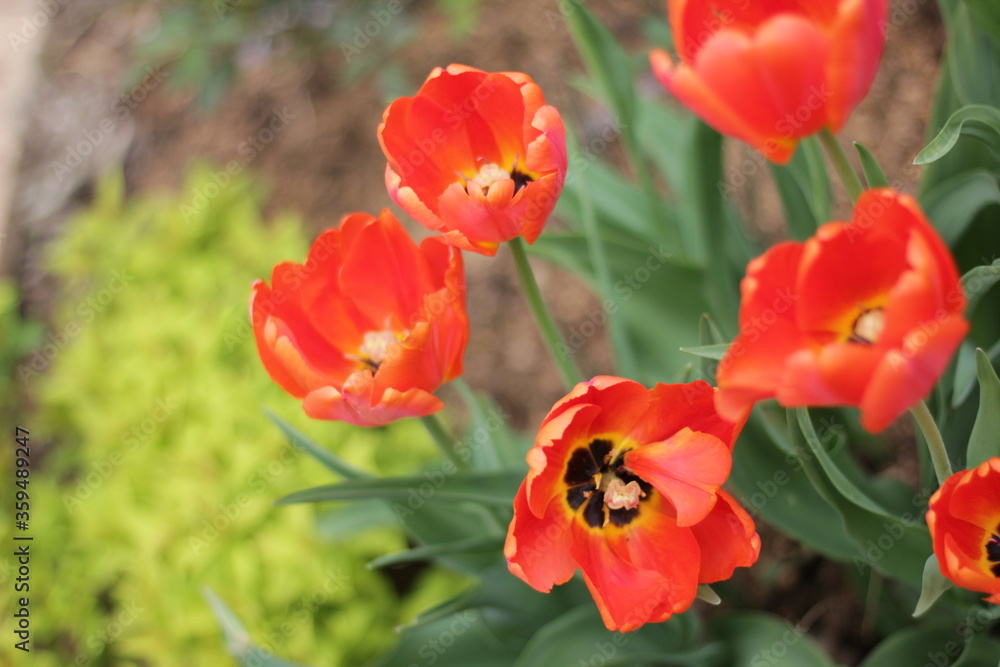 closeup colorful tulips flower and beautiful blossom in the nature garden closeup colorful tulips flower and beautiful blossom in the nature garden