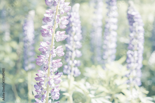 light natural background, purple lupine flowers
