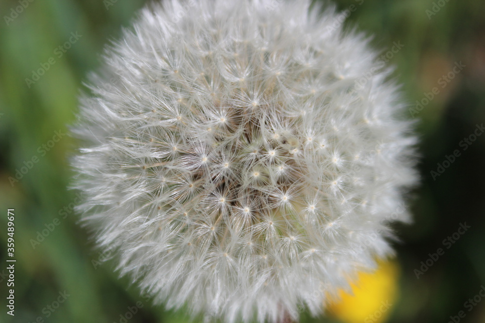 Fototapeta premium Pusteblume