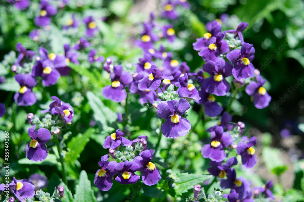 Obraz premium purple flowers in the garden
