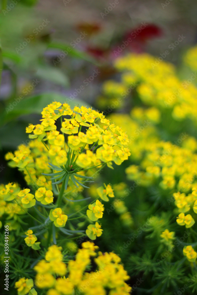 Cypress spurge - Euphorbia cyparissias in a spring garden Cypress spurge - Euphorbia cyparissias in a spring garden