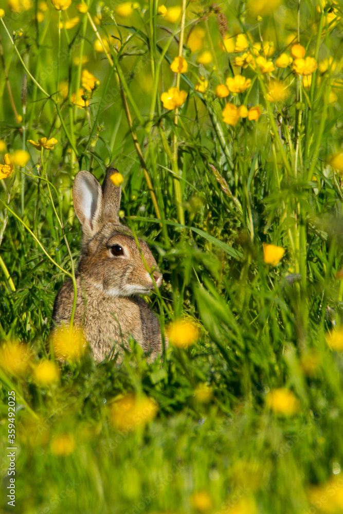Obraz premium European rabbit, Durham, May 2015