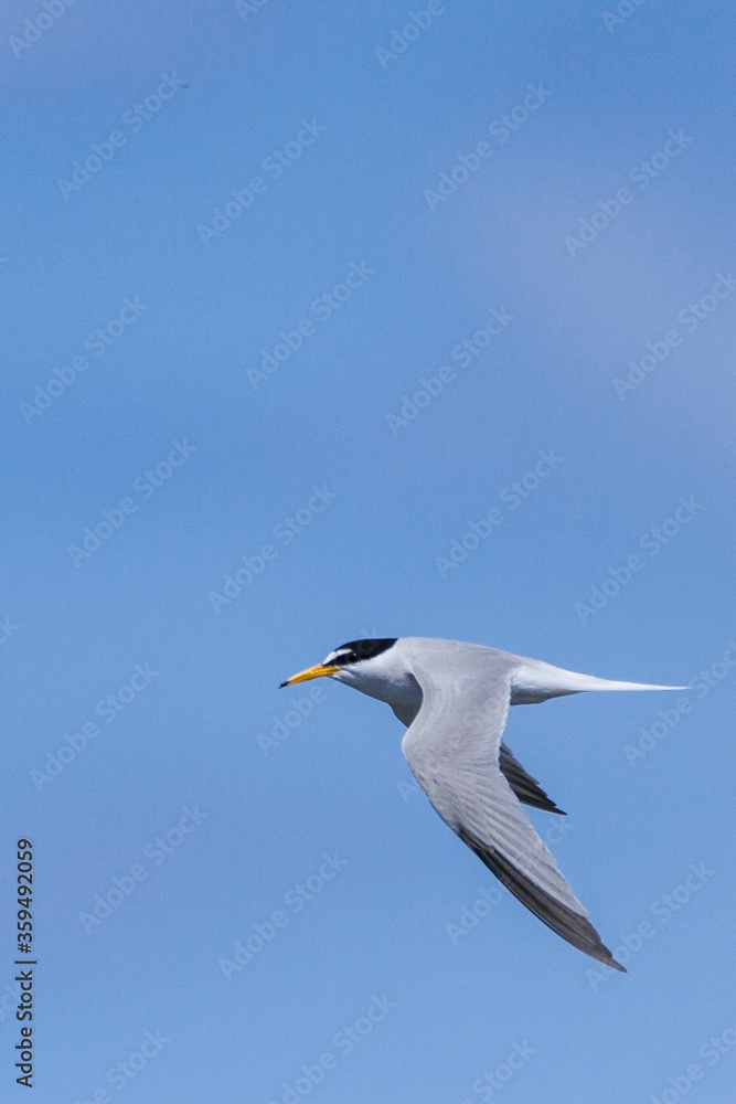 Little tern, Northumberland, June 2015 Little tern, Northumberland, June 2015
