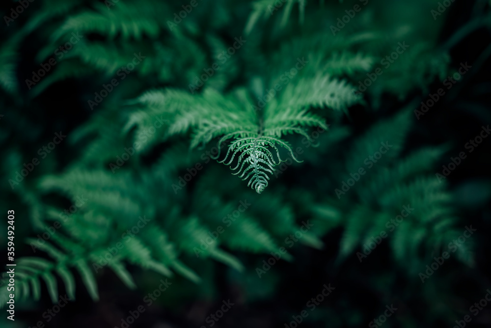Green fern leaves after rain, close up. Bokeh, dark background.