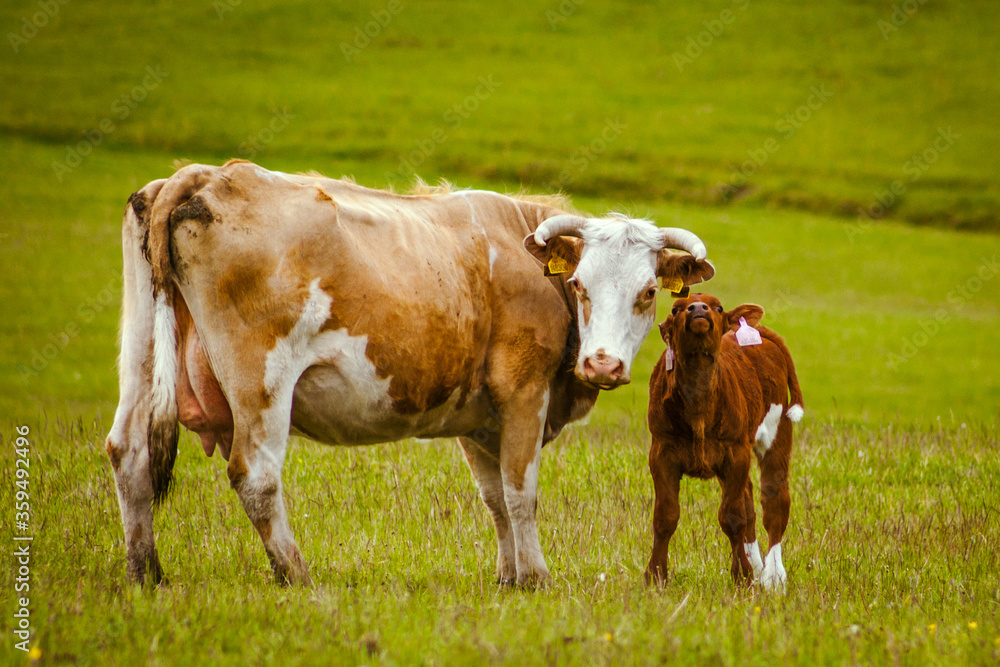 grazing brown mother cow and her small baby cow in czechia green nature