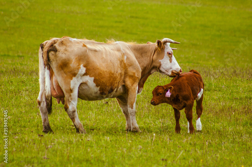 grazing brown mother cow and her small baby cow in czechia green nature