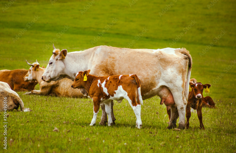 grazing brown mother cow and her small baby cow in czechia green nature