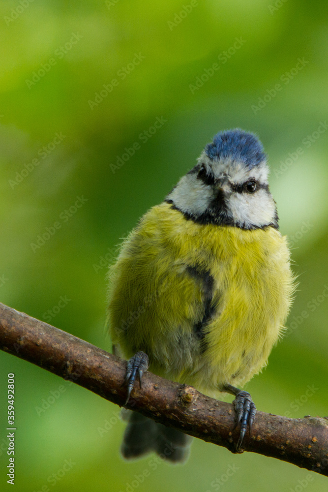 Fototapeta premium Blue tit, Durham, August 2015