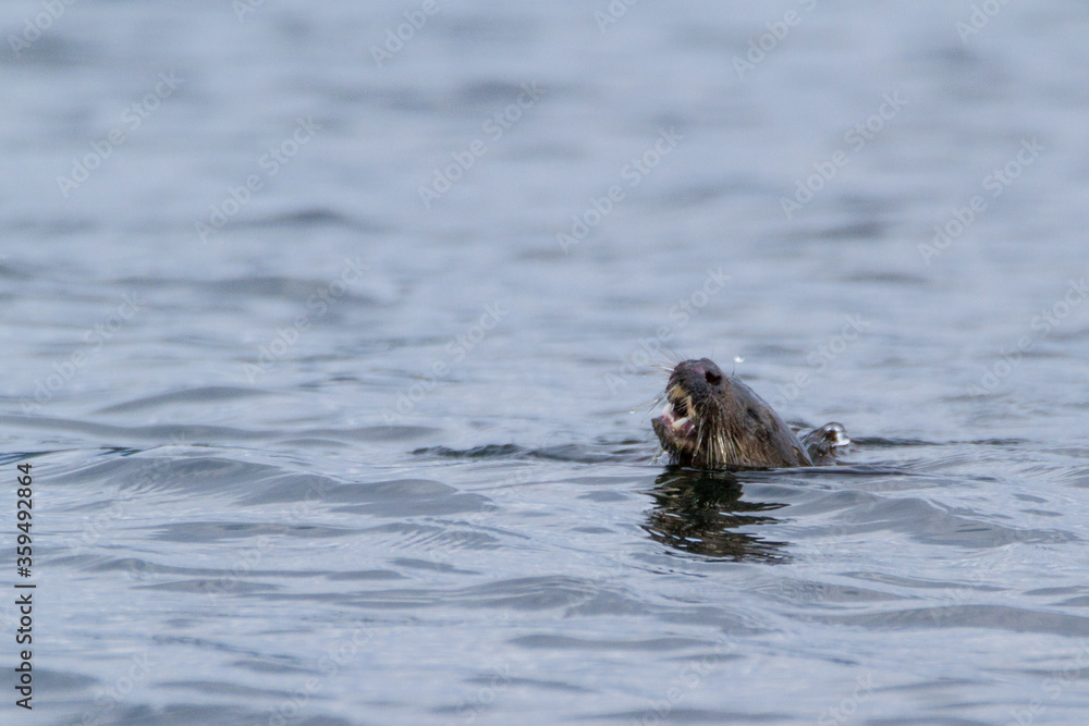 Fototapeta premium Otter, Skye, August 2015