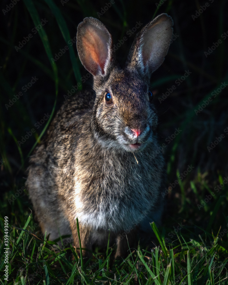 Fototapeta premium Swamp Rabbit watching from the shadows!