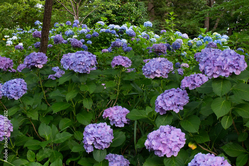 満開の紫陽花