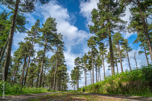 Panoramic view of Wicklow Mountains. This place is famous for uncontaminated nature, misty landscapes, and epic lakes. Trees on the side of forest path.
