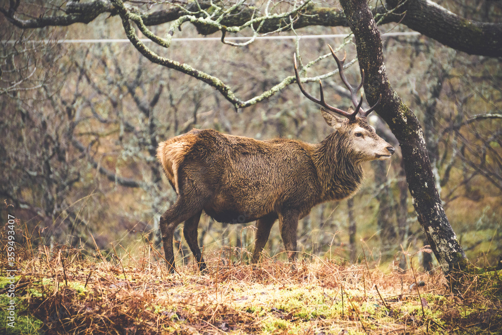 A scottish deer in the woods, Isle of Mull, Scotland. A scottish deer in the woods, Isle of Mull, Scotland.