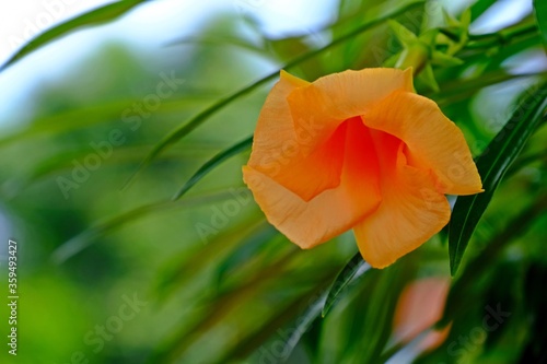 Beautiful blooming Yellow oleander (Lucky nut) in orange color flower with blurred green background. photo