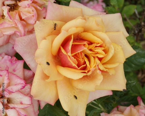 KODAK Digital Still Camera