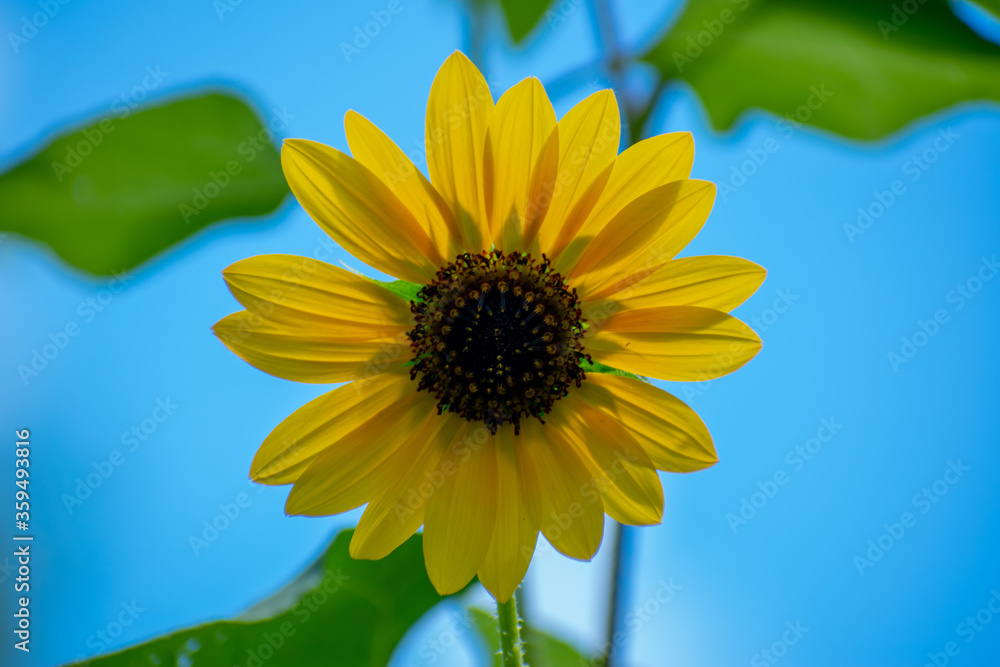 Obraz premium sunflower on blue background
