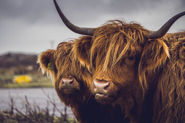 Ingelijste posters Schotse hooglander Hooglander met kalfje op Mull  © Ludovic Farine